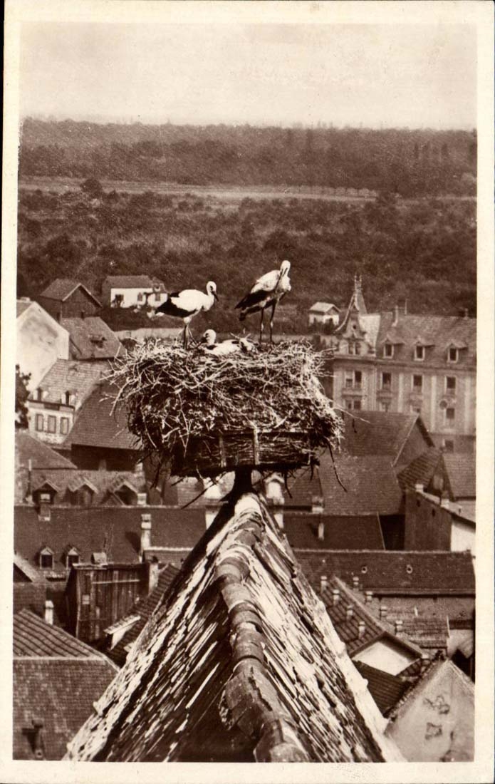 CPA Storks of Alsace Church of the old hospital of Colmar