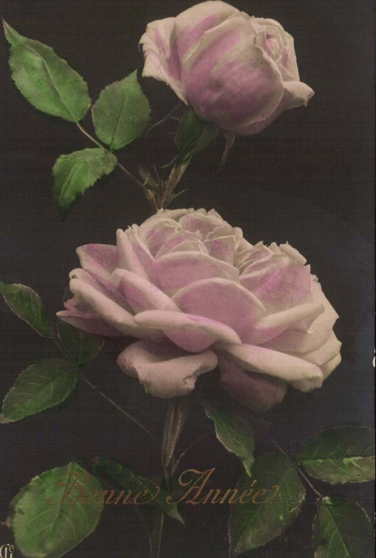 CPA Fantasy Happy New Year Rose