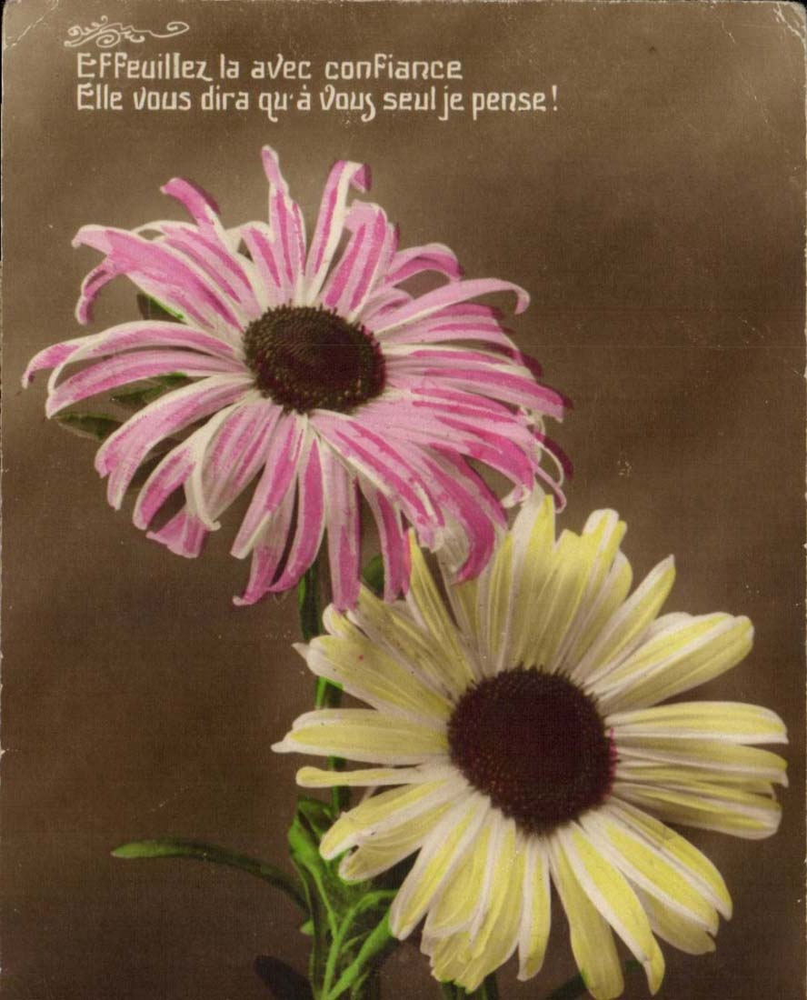 Fantasy CPA Effeuillez yours confidence it will tell you qu only has you I think Fleurs