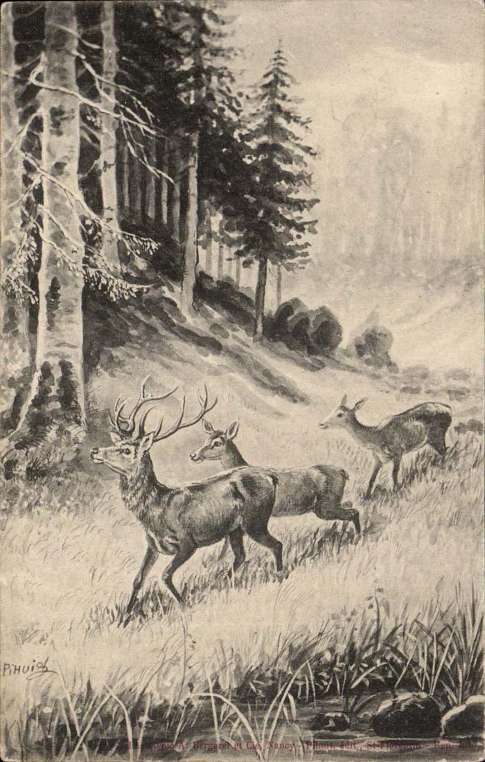 CPA Hirsche Rogen-deers