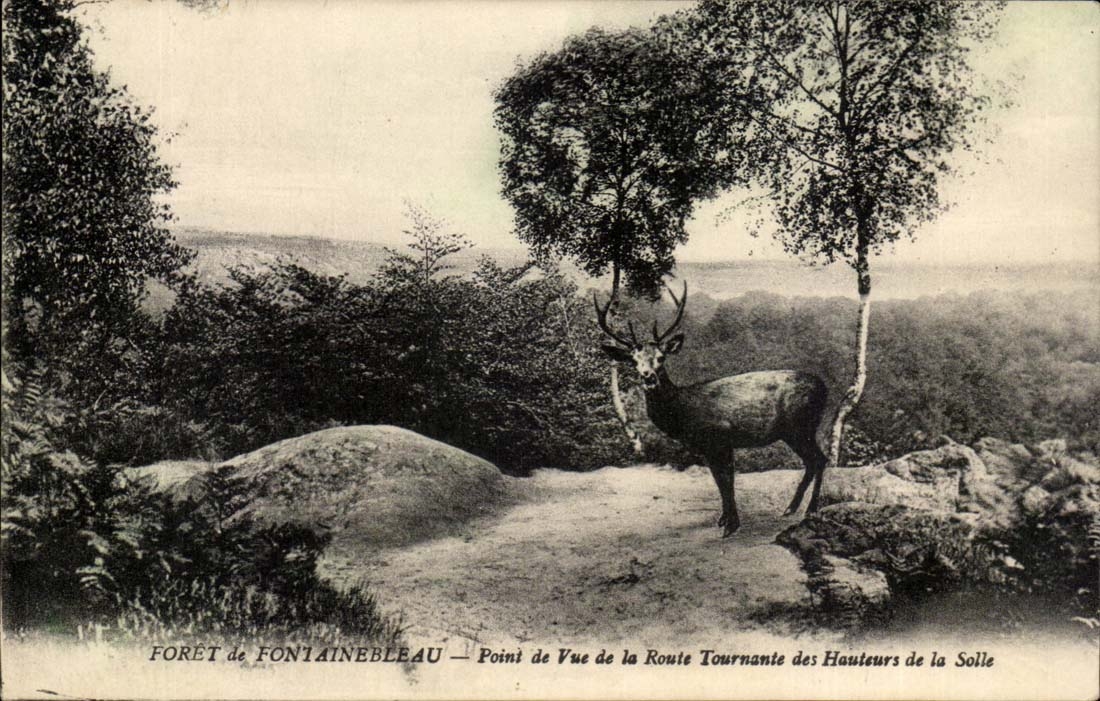 CPA Drill of Fontainebleau Point of view of stag hind roe-deer