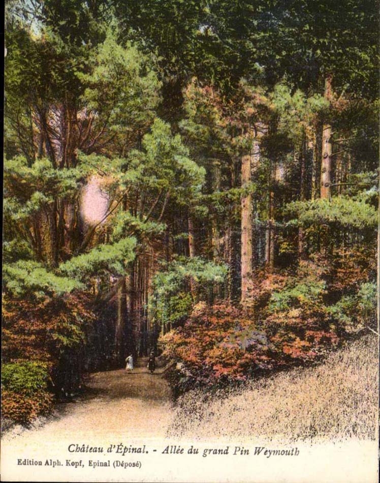 CPA Castle of Epinal Allee of the large Pine Weymouth pine