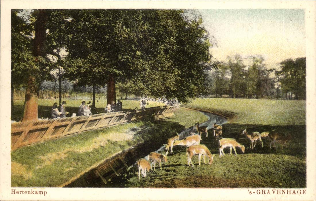 The Netherlands CPA Gravenhage Hertenkamp (hinds deer)