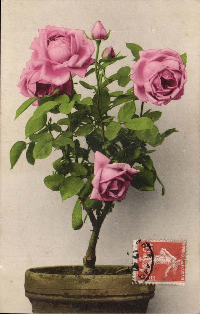 CPA Rose Fantasy Flower