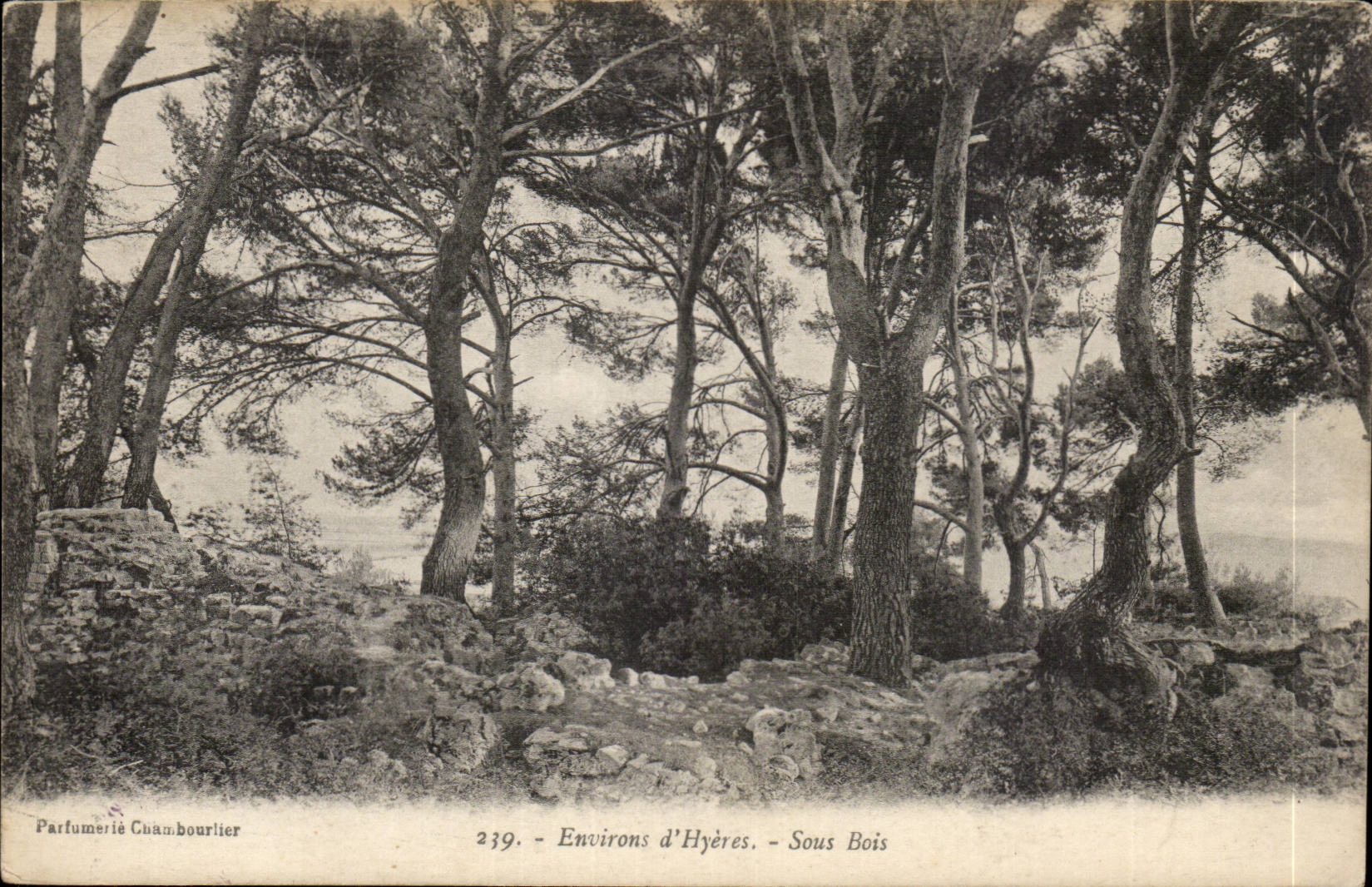 Umlagerungen von Hyeres CPA unter Holz