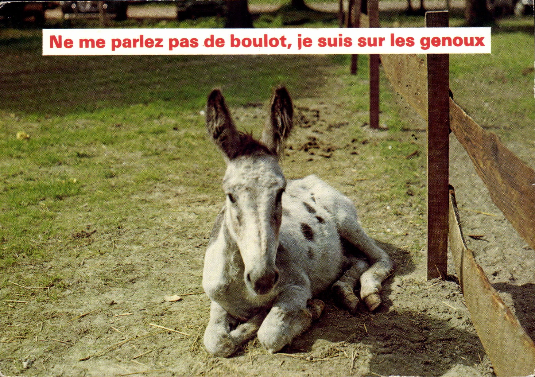 CPM Humour Ne me parlez pas de boulot je suis sur les genoux (ane donkey mule)