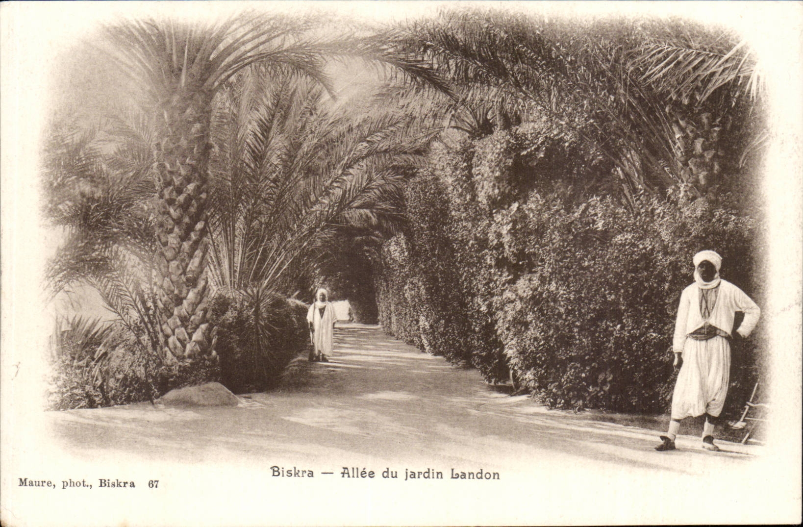 Algeria Biskra CPA Allee of the Landon garden