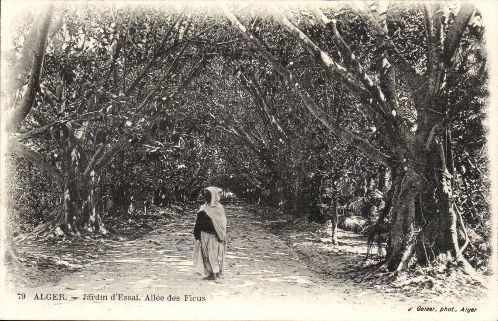 Garten Algerien-Algiers CPA des Tests Allee von Ficus