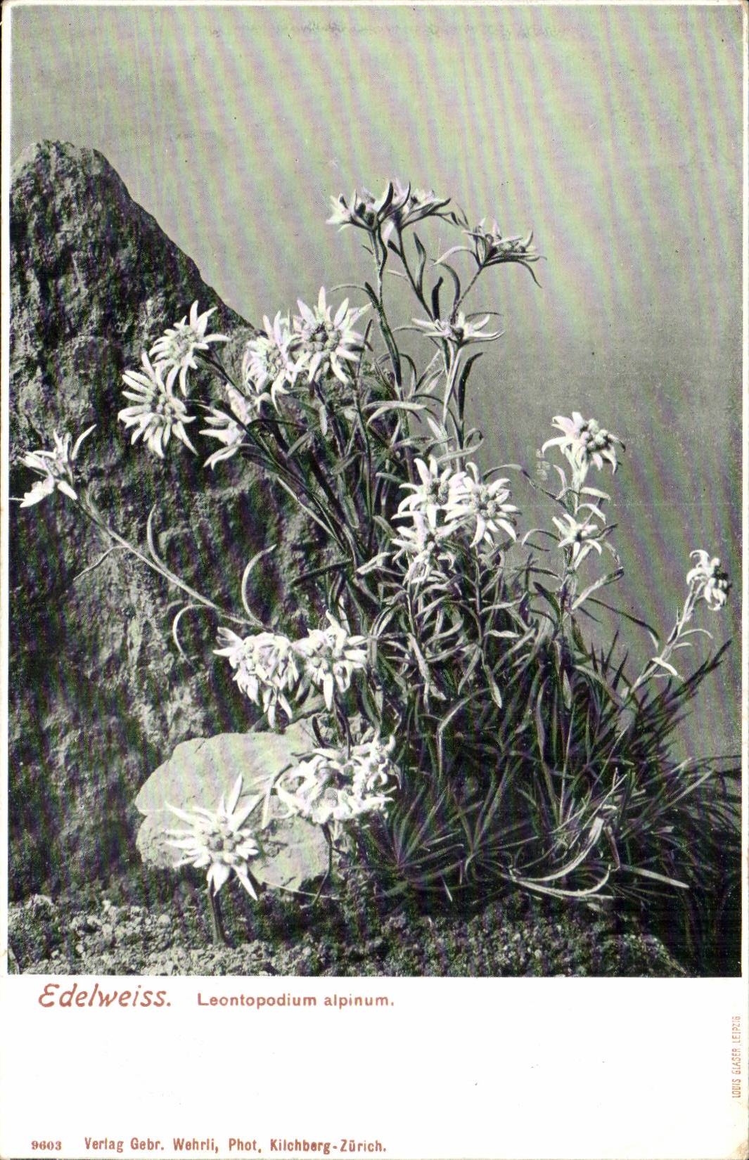 Suisse CPA Edelweiss Leontopodium alpinum