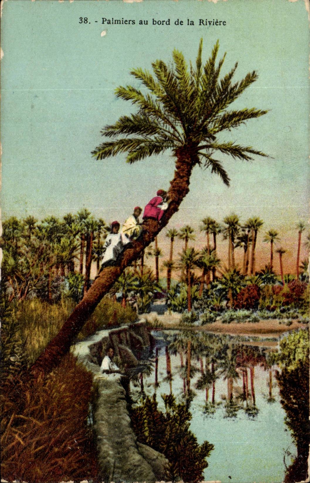 Algeria CPA Palm trees at the edge of the river