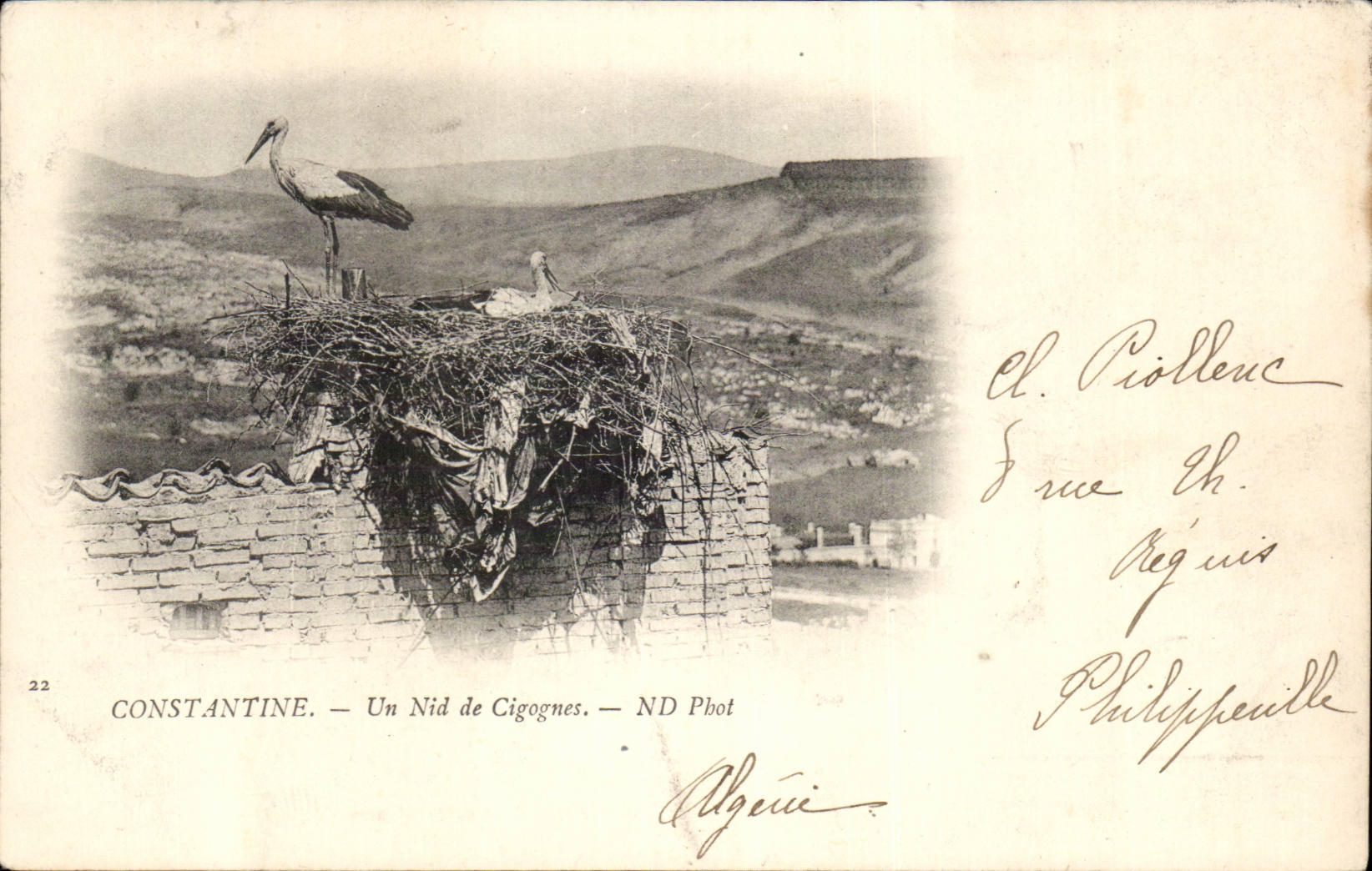 Algeria Constantine CPA a nest of storks