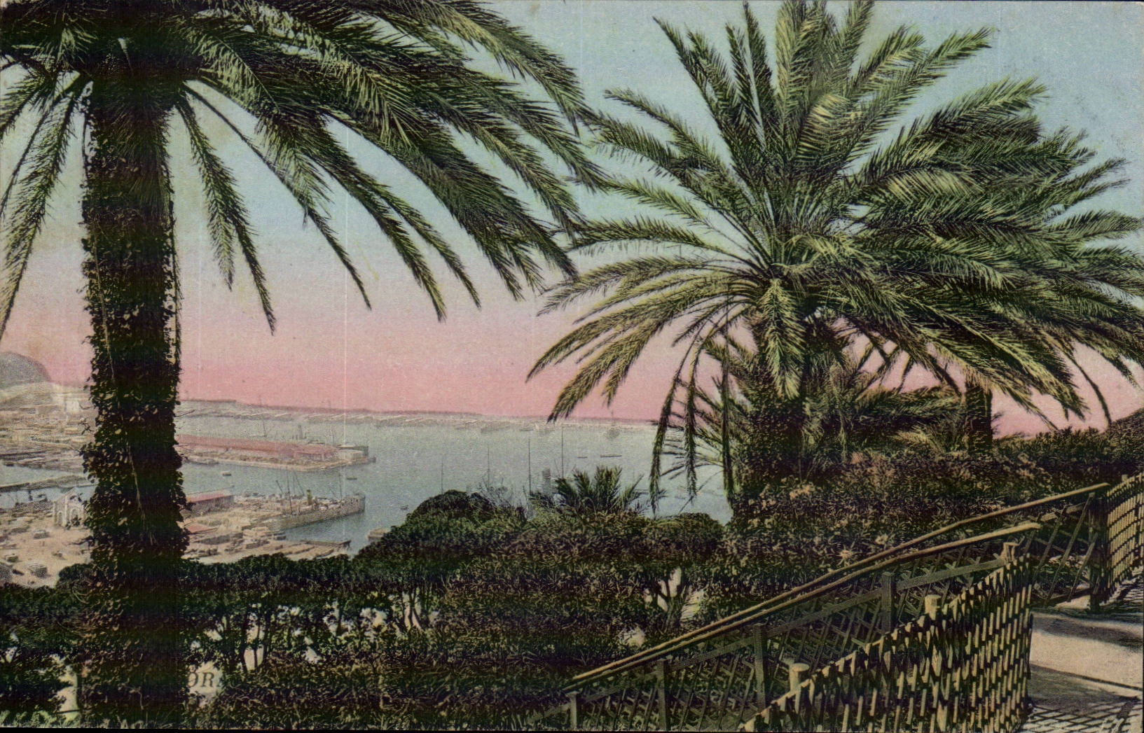 Algeria Oran CPA Palm trees