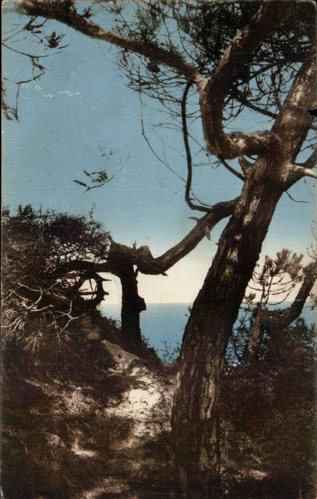 Meschers CPA Details of pines at the seaside