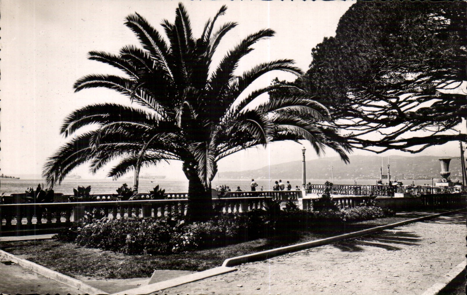 Juan-Kiefern CPA eine Ecke der neuen Garten