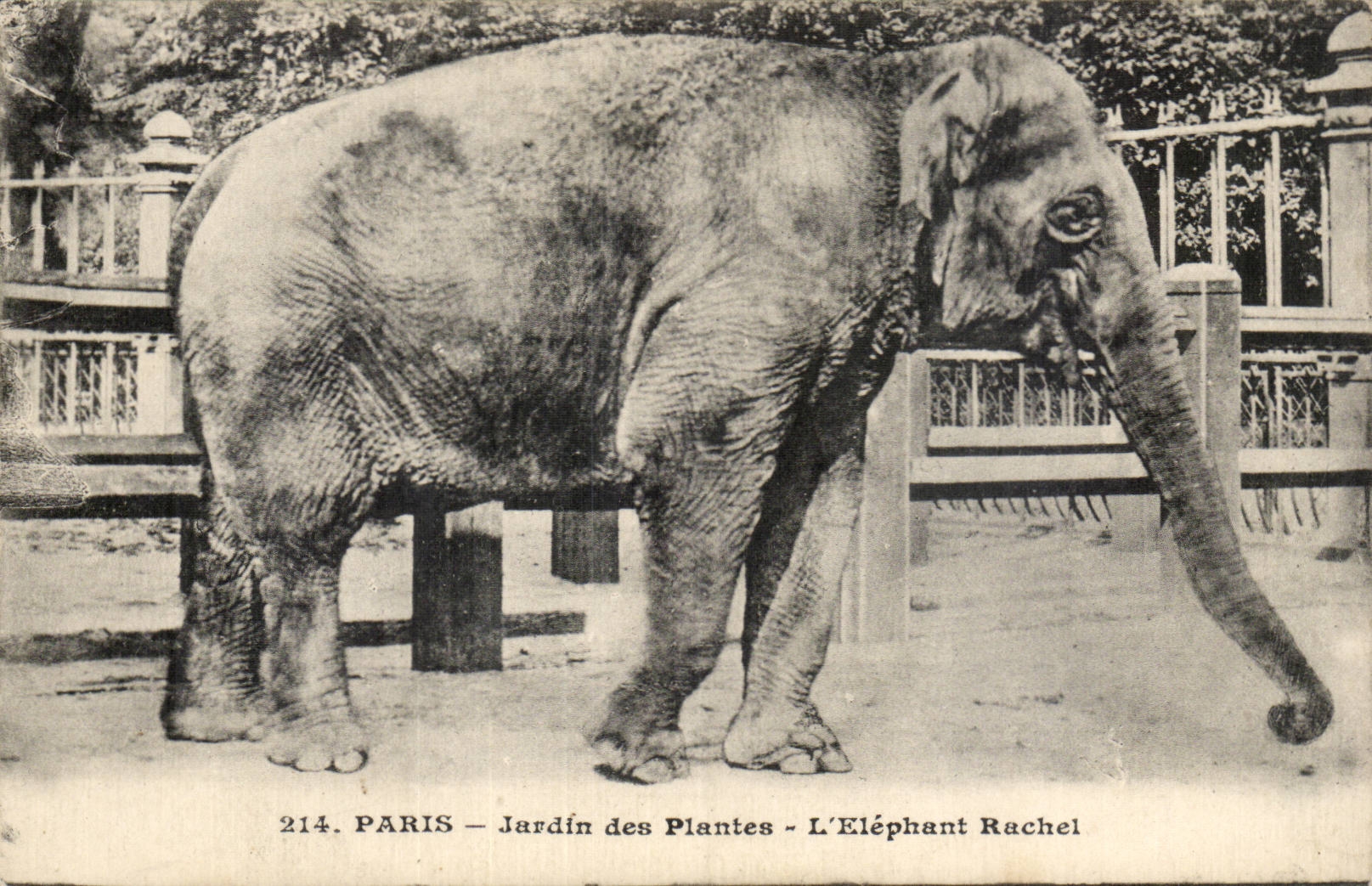 Paris CPA Botanical garden the Rachel elephant