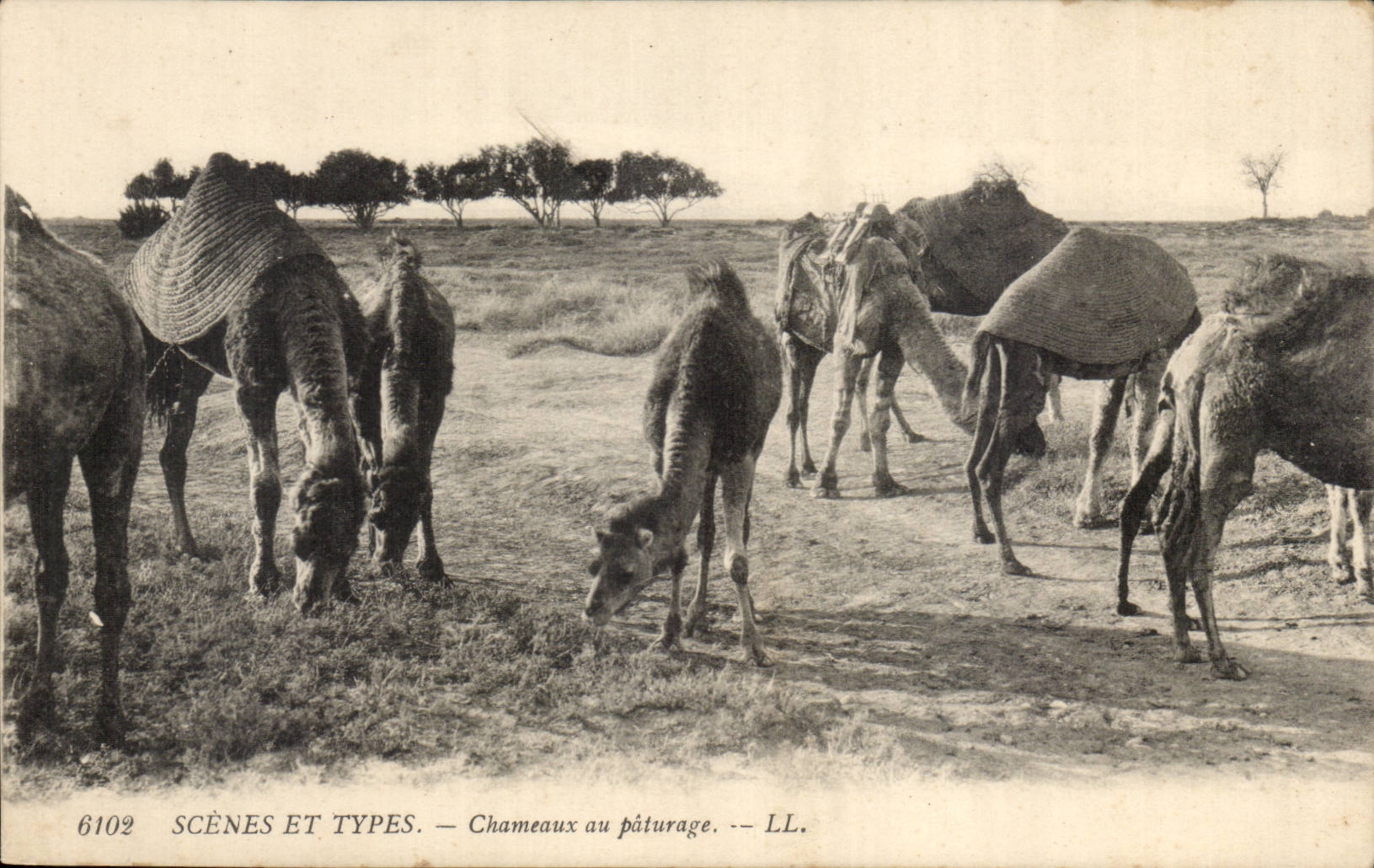 Szenen Algerien-CPA und Standardkamele mit der Weide (Kamel)