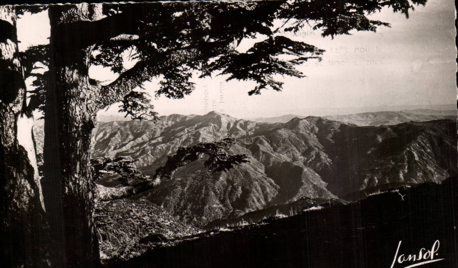 Algeria CPA Chrea Station of summer and winter in the drill of cedars