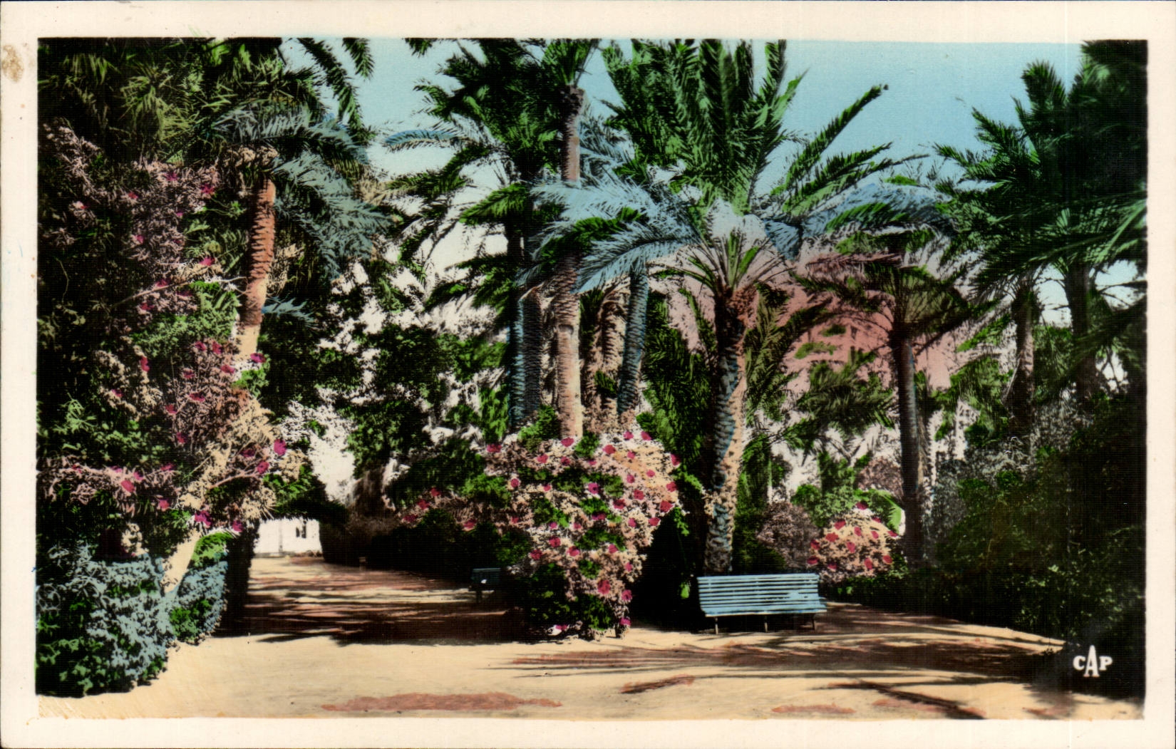 Algeria Biskra CPA Constantine Garden landon an alley