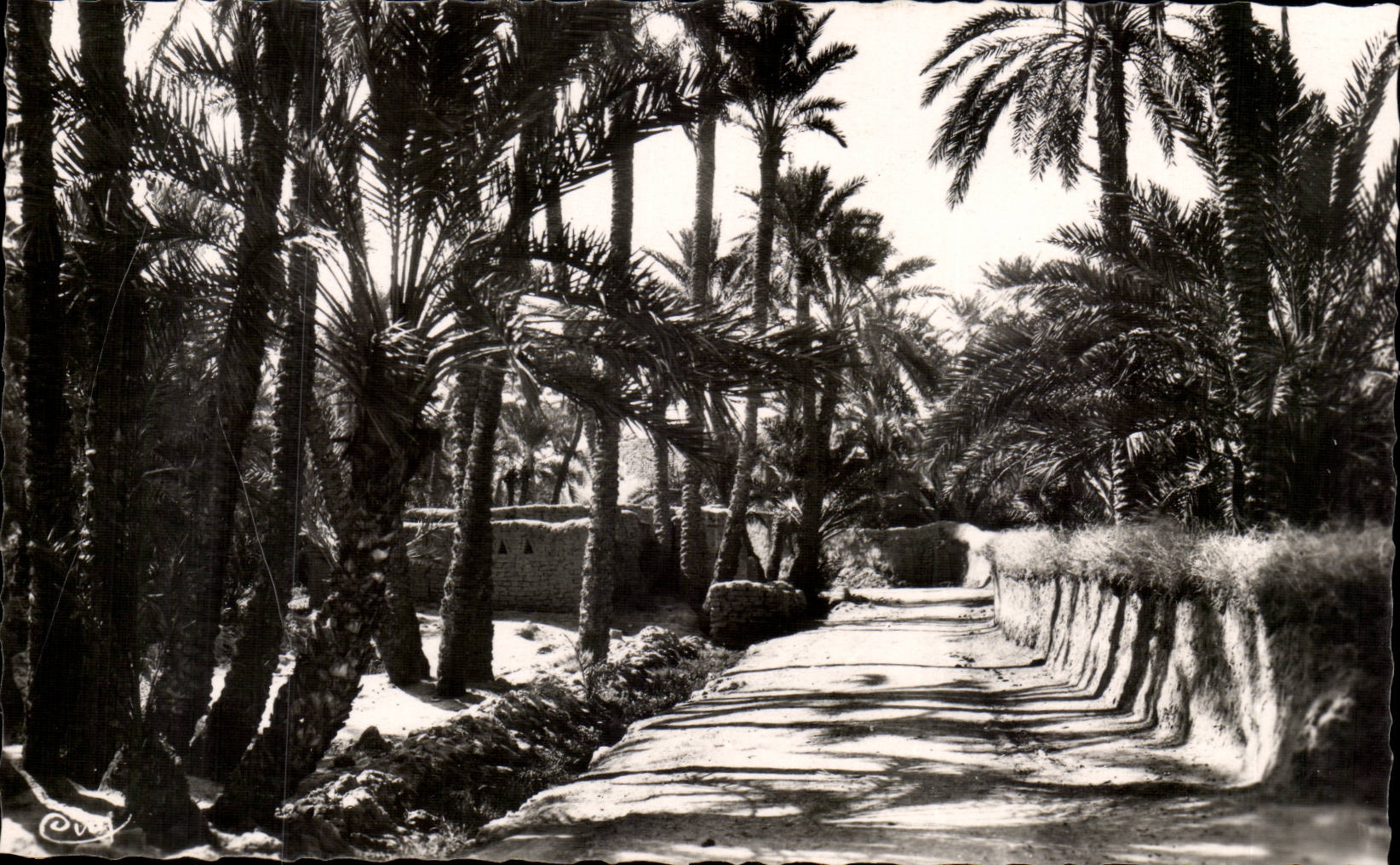 Algerien Biskra CPA Constantine in der Palmenplantage