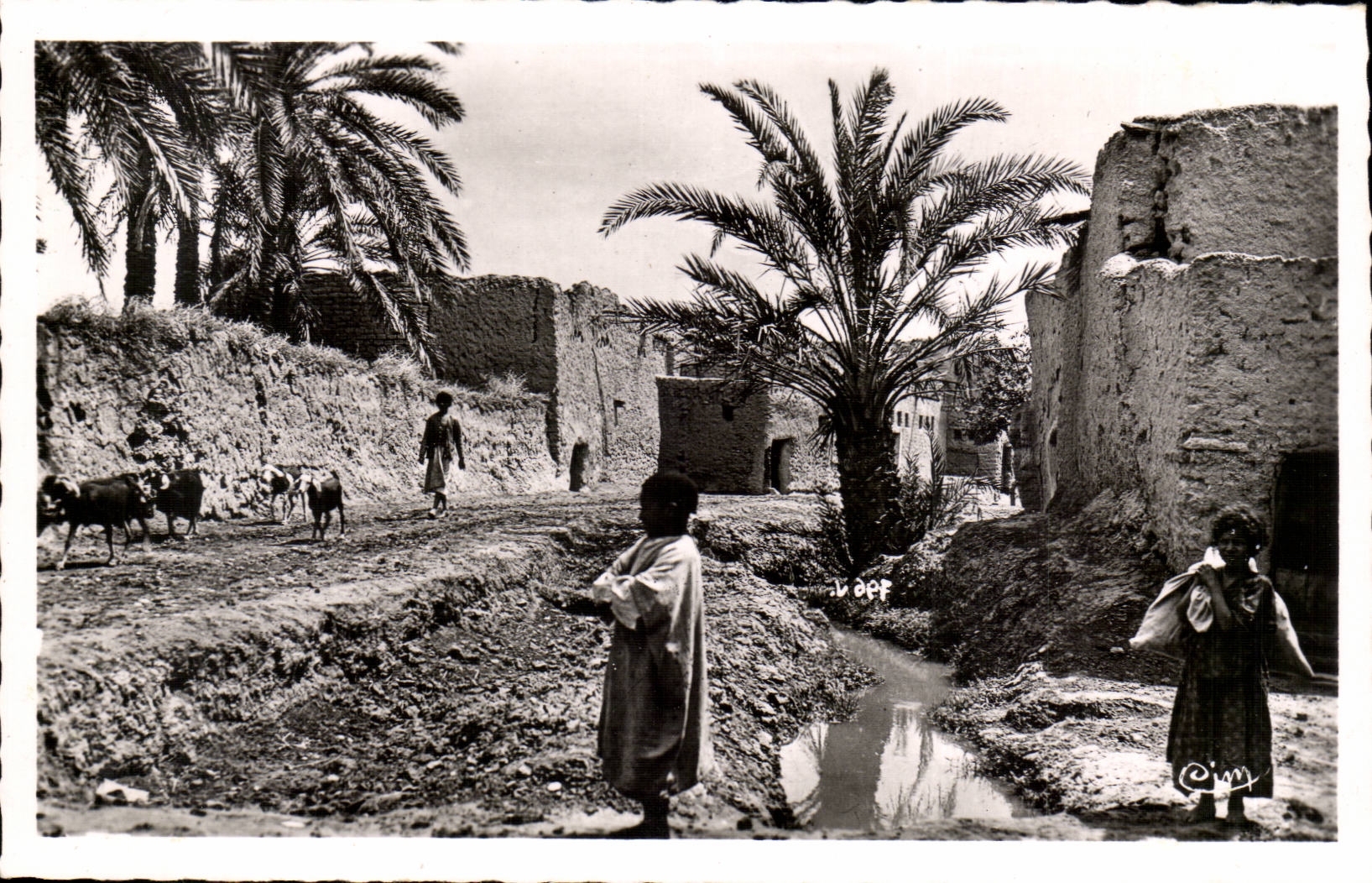 Algerien Biskra CPA Constantine mit dem alter Mann Widerhaken darb