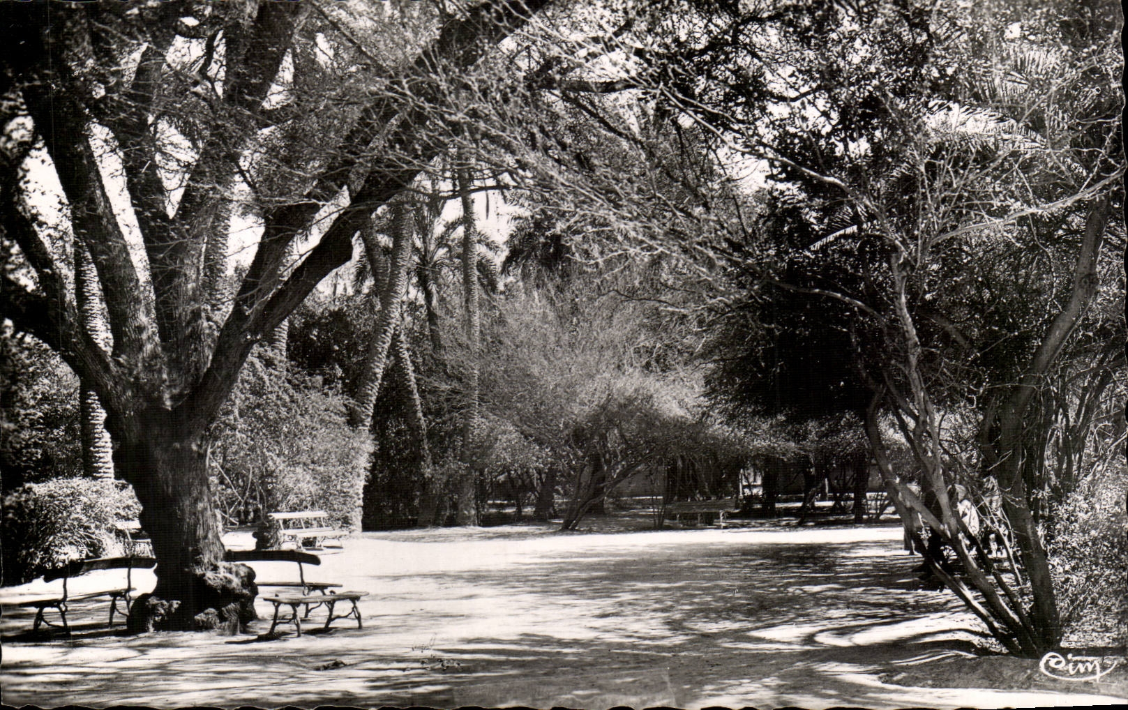 Algerien Biskra CPA Constantine der allgemeine Garten