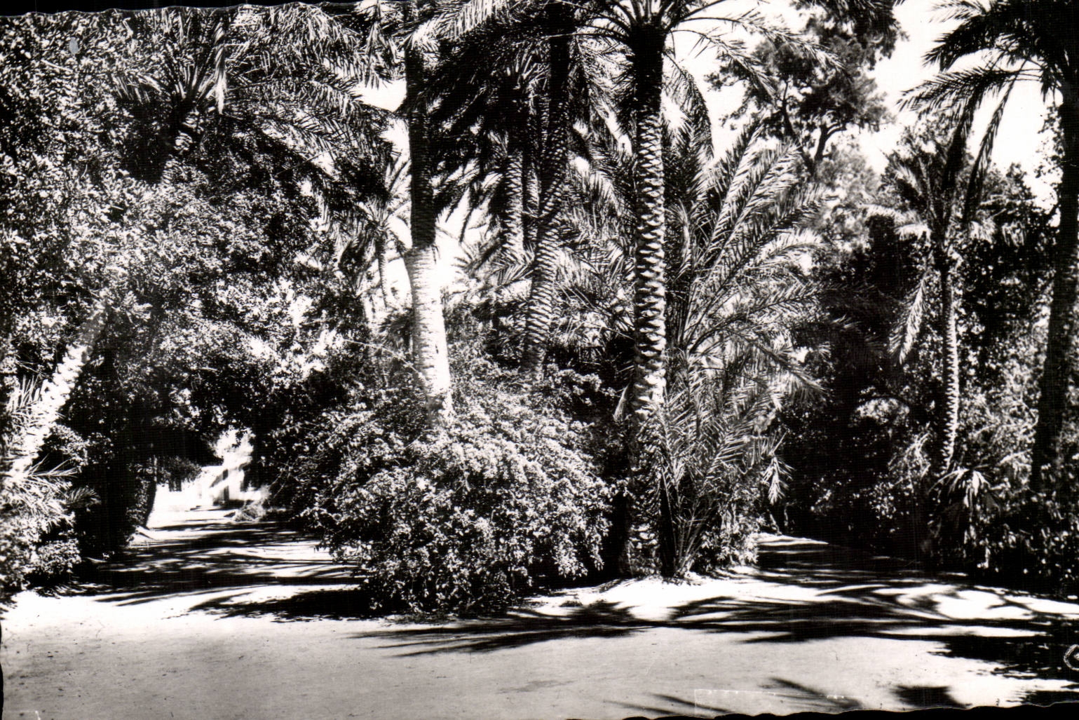 Garten Algerien-Biskra CPA Constantine