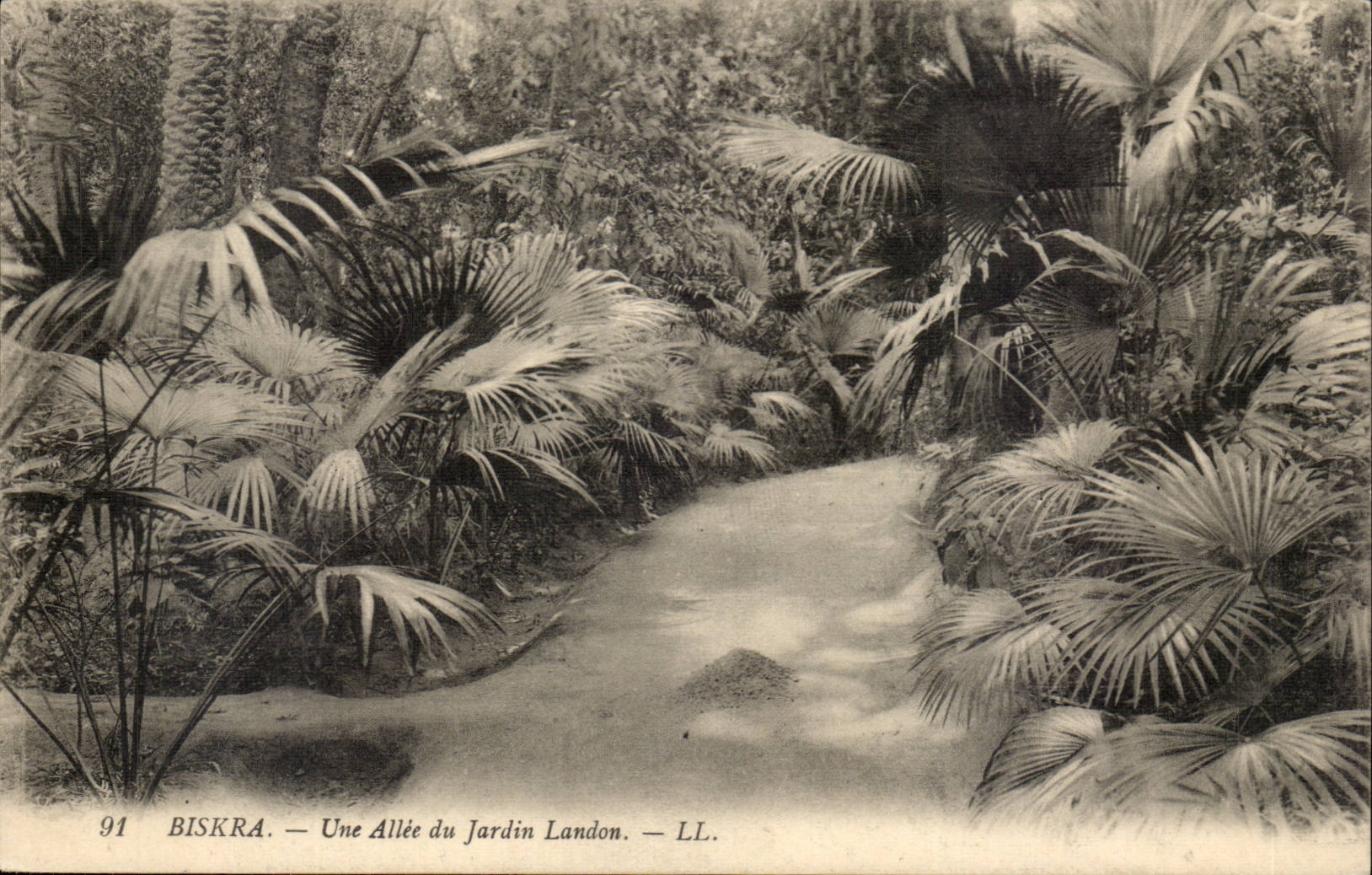 Algerien Biskra CPA Constantine eine Gasse des Landon Gartens