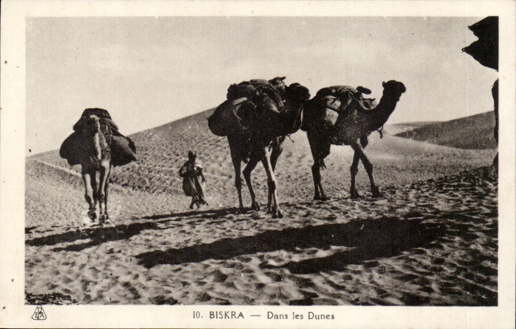 Algerien Biskra CPA Constantine in den Dunen (Kamelkamel)