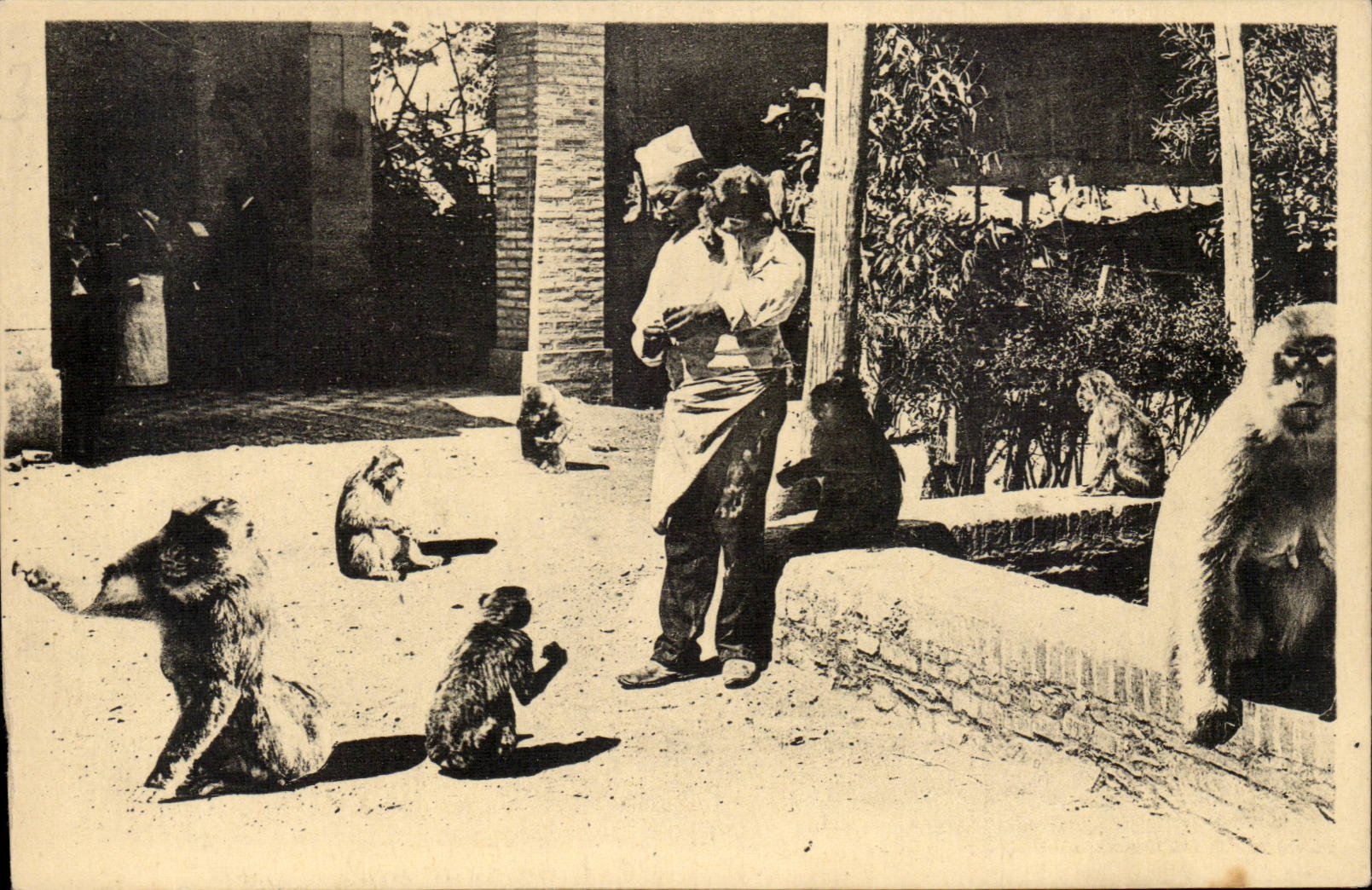 Algeria CPA Blida Falls of Chiffa to the brook of the monkeys (monkeys)