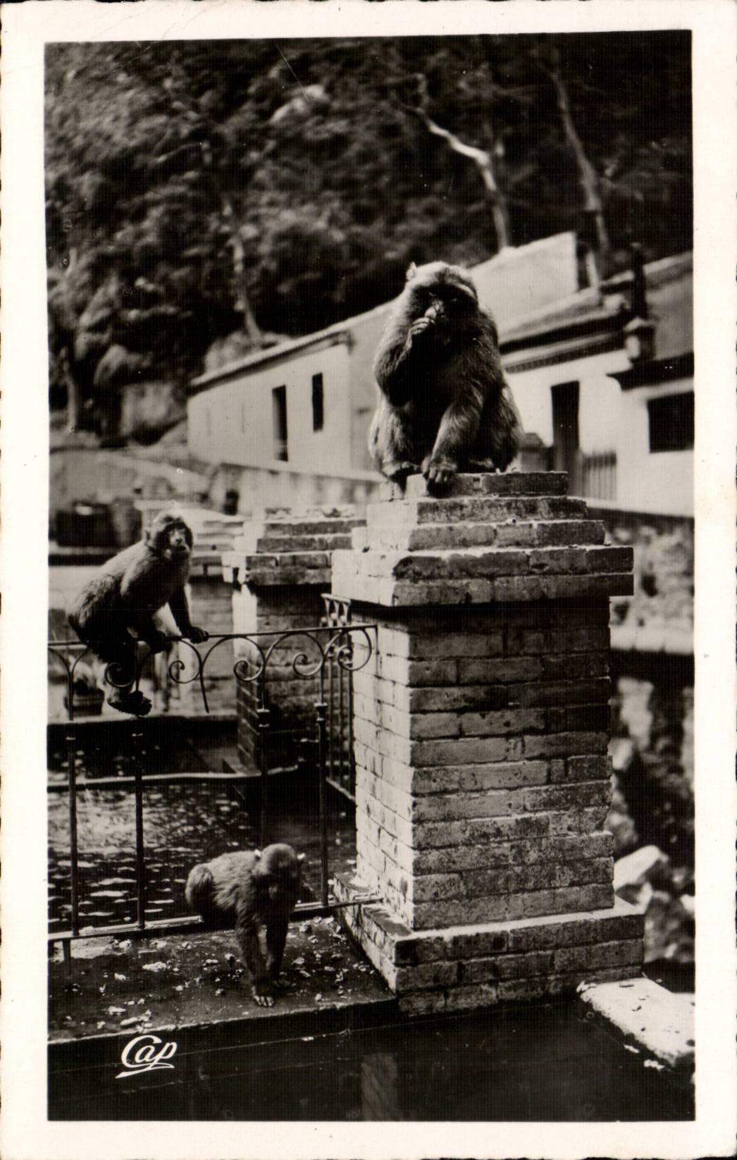 Algeria CPA Blida Falls of Chiffa to the hotel of the brook of the monkeys (monkey)