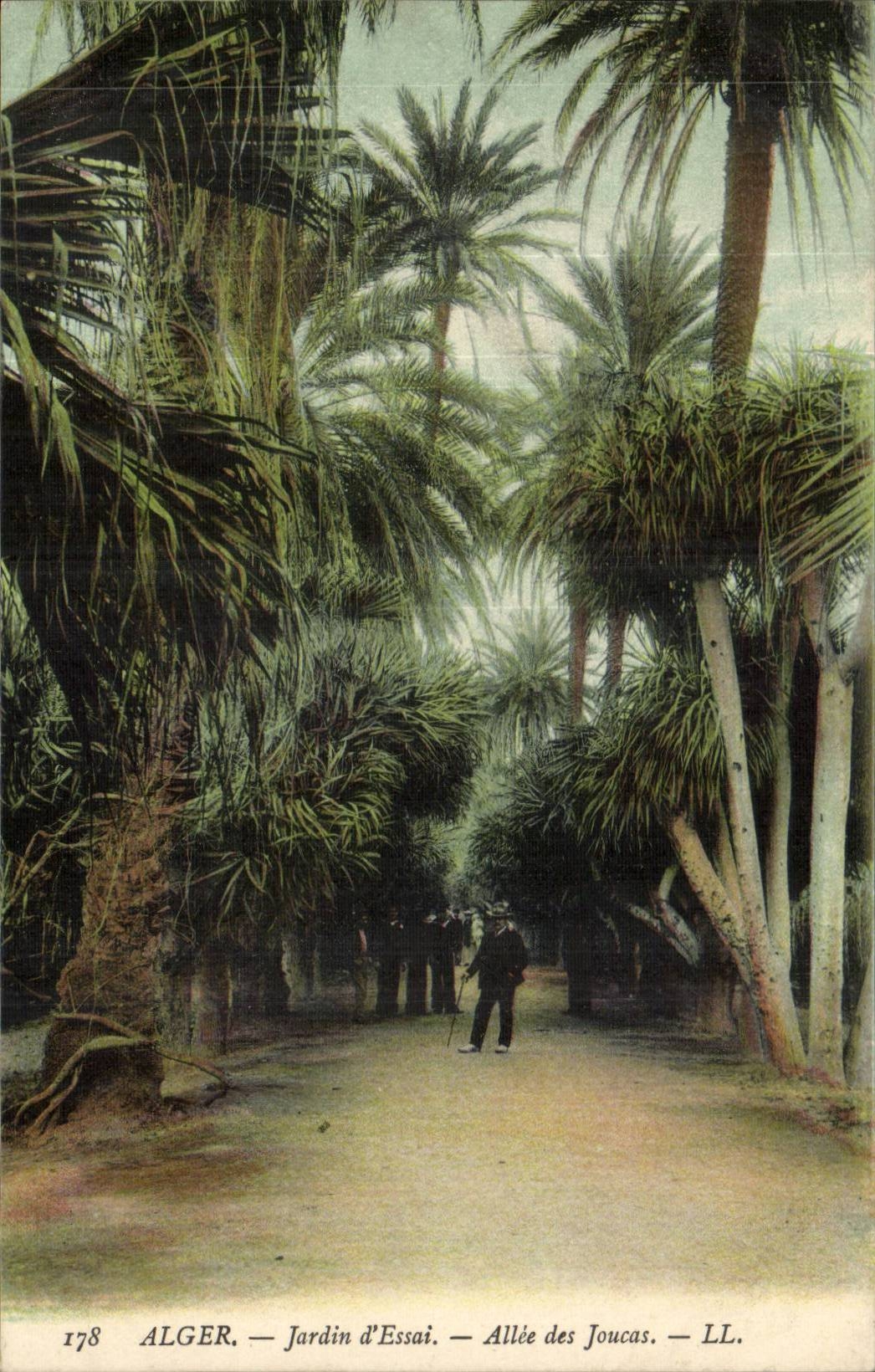 Algerien Algiers CPA Jardin von Tests Allee ds joucas