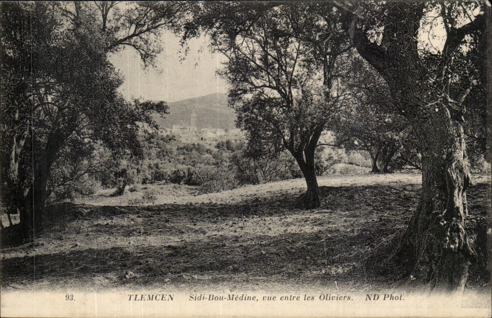Algerien Tlemcen CPA Sidi Bou Medine gesehen zwischen die Olive-Baume