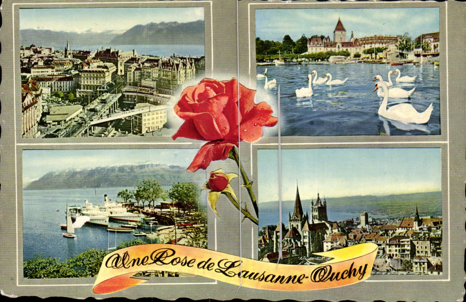 Suisse - Schweiz - Une Rose de lausanne Ouchy - CPA