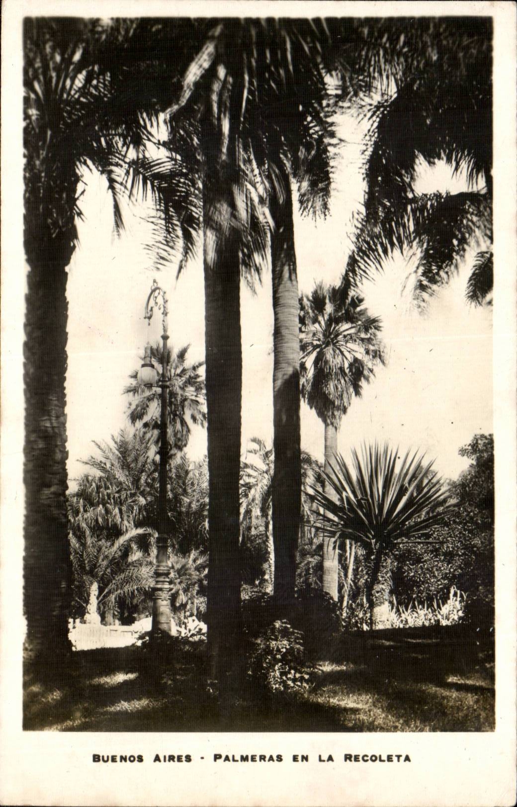 Argentina Buenos Aires CPA Palmeras in the regoleta (palm trees)