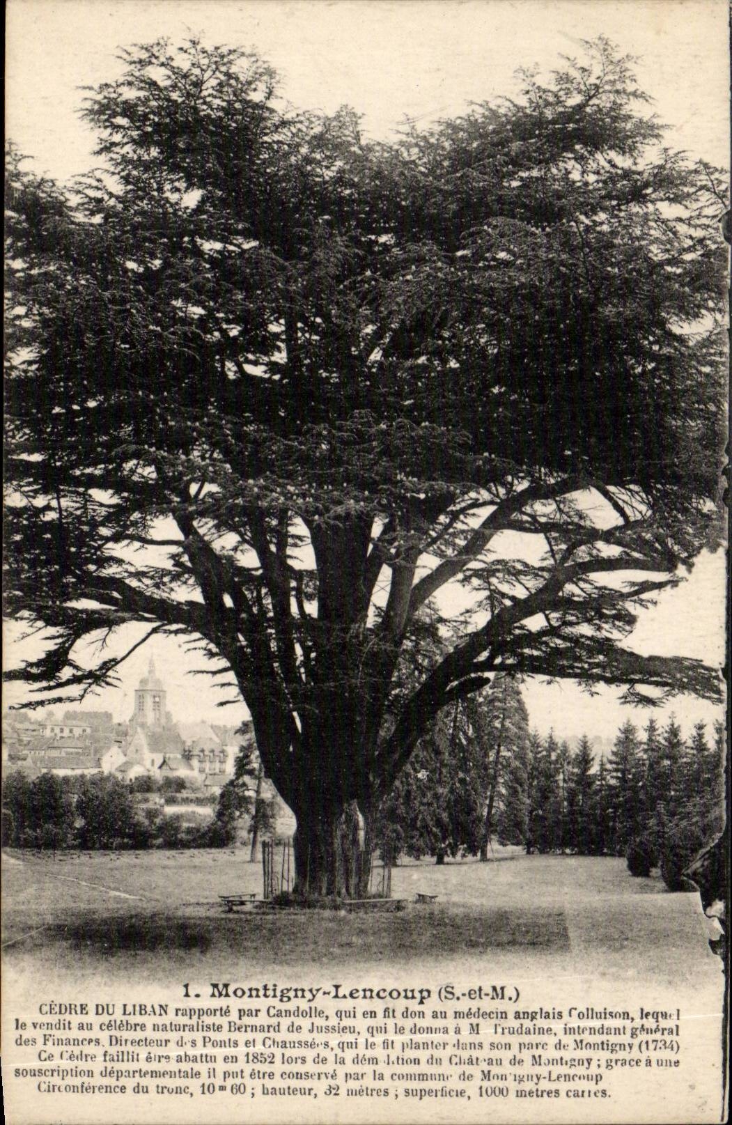 CPA Montigny Lencoup Cedar of Lebanon (tree tree)