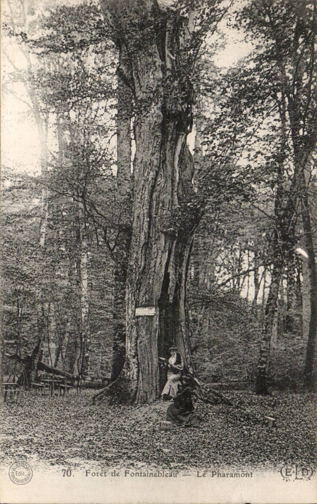 Drill of Fontainebleau CPA the pharamont (tree tree)