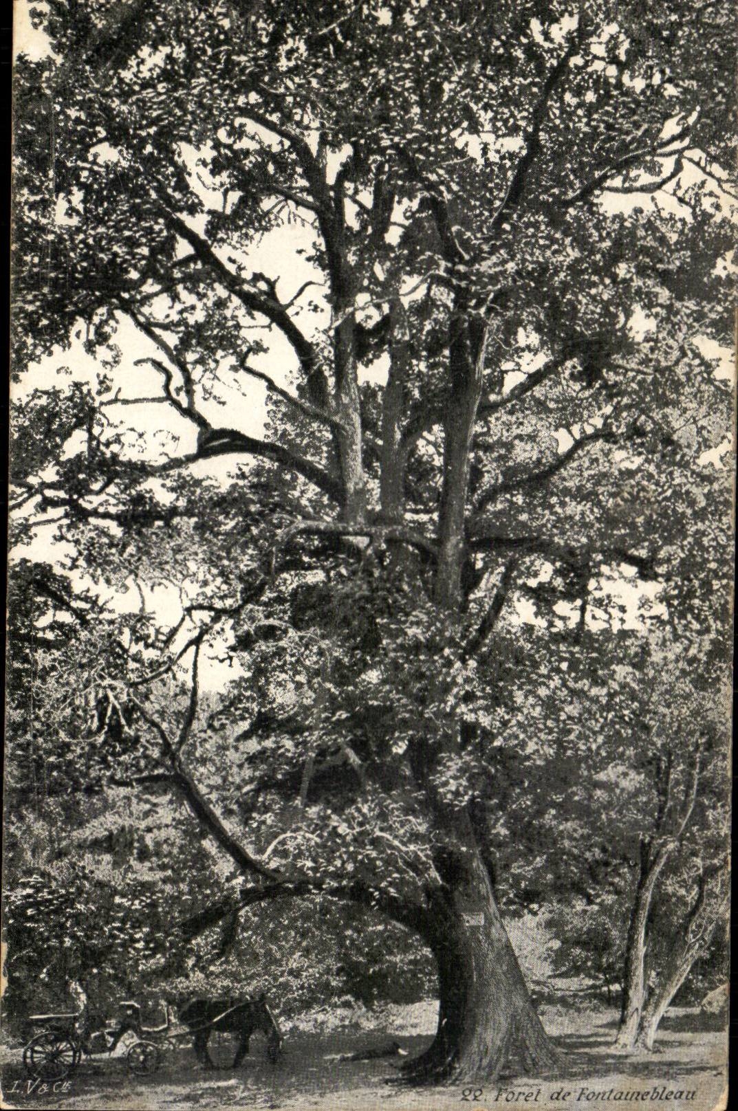 Fontainebleau CPA Drill (tree tree)