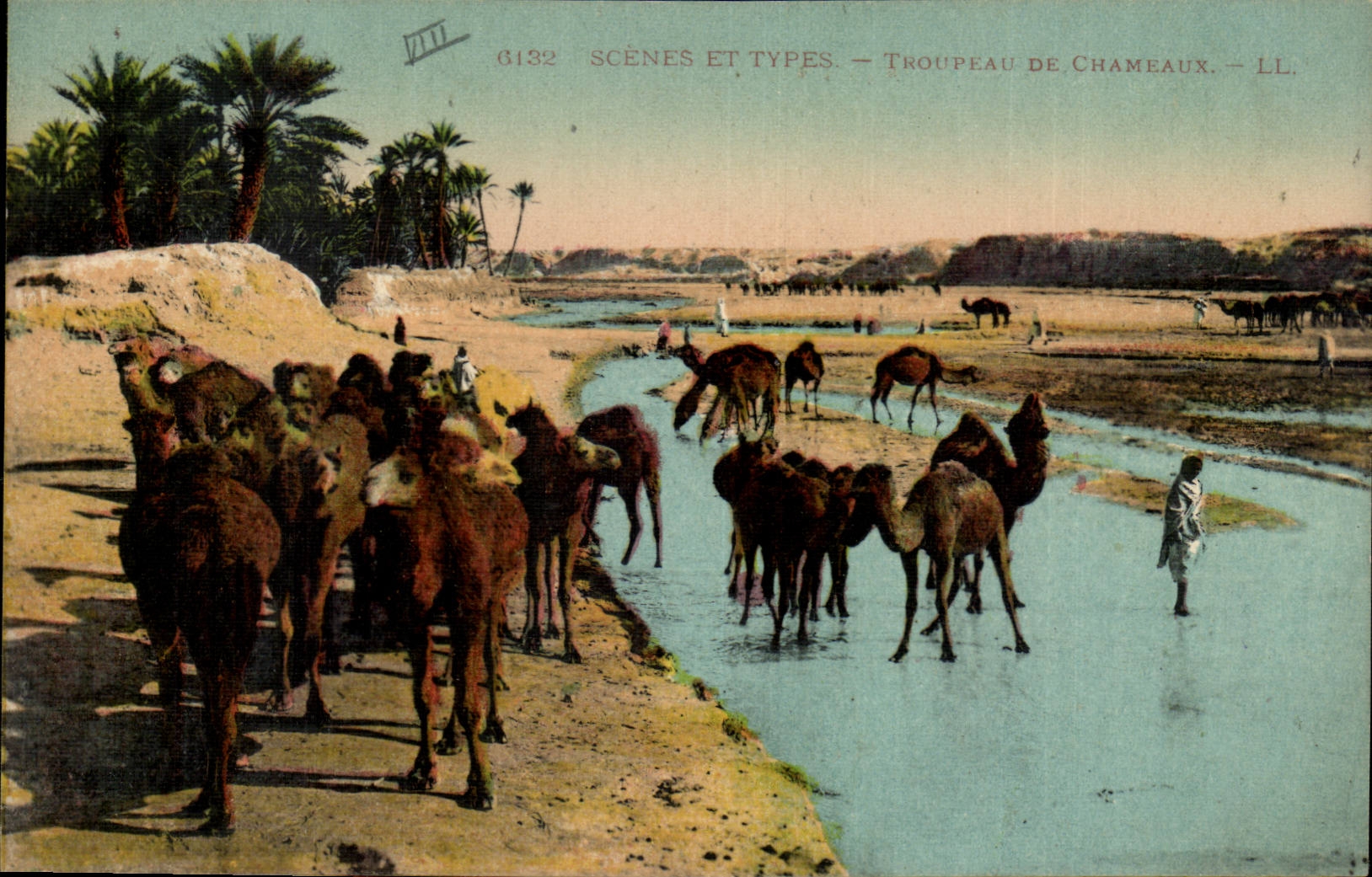 Africa - Algeria - Africa - Algeria - Scene and Types - Herd of Camels - CPA