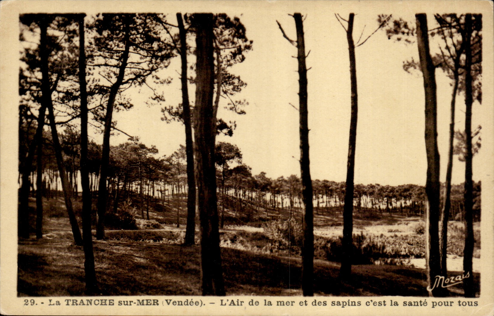 Der Abschnitt auf Meer CPA die Luft des Meeres und der Tannenbaume ist es Gesundheit fur tou