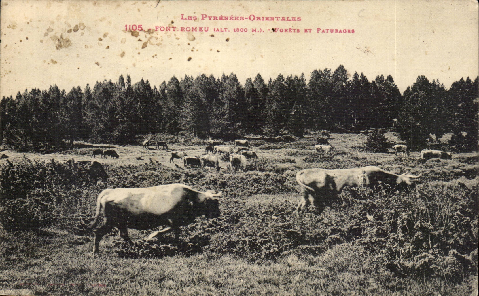 Make Romeu CPA Forets and pastures (cows)
