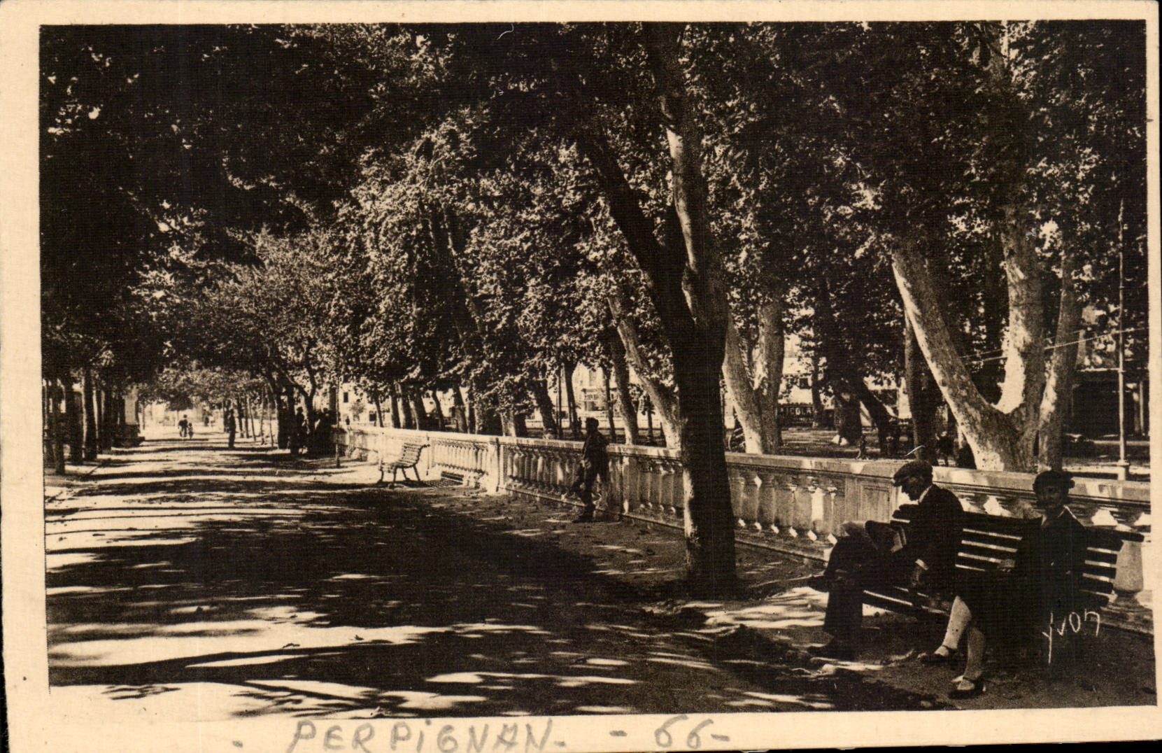 Perpignan CPA Allee des Marronniers