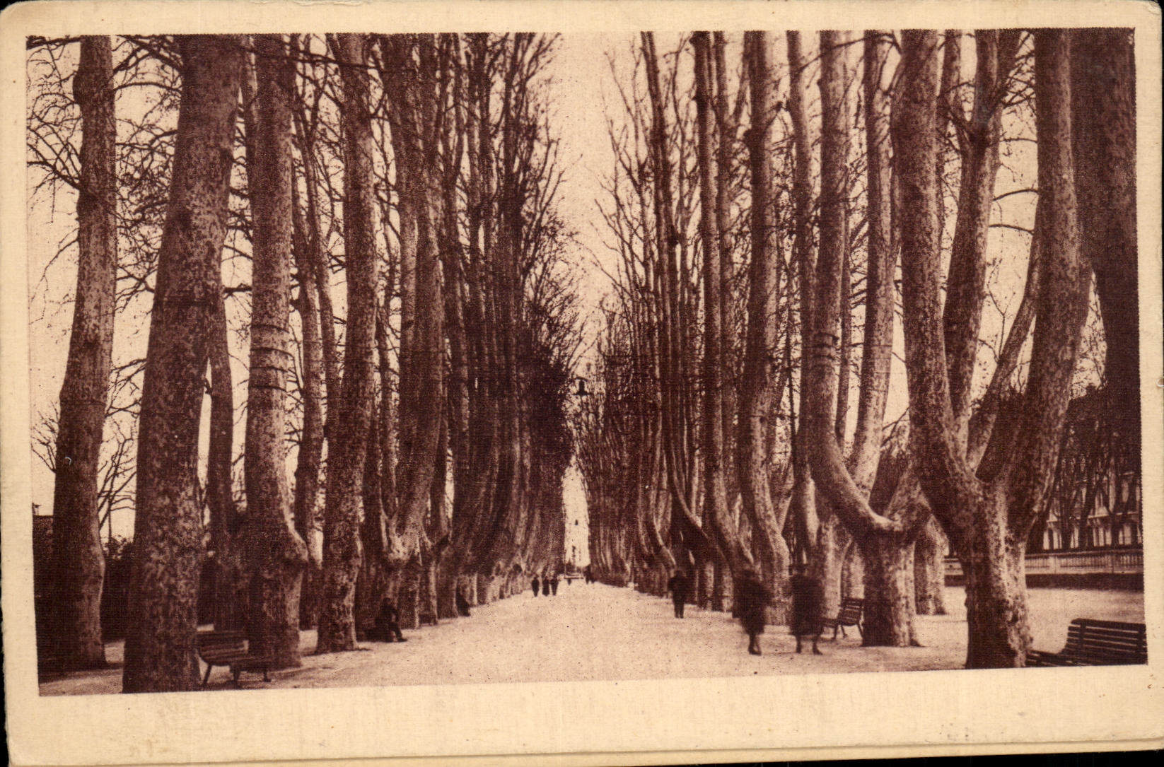 Perpignan CPA Les platanes