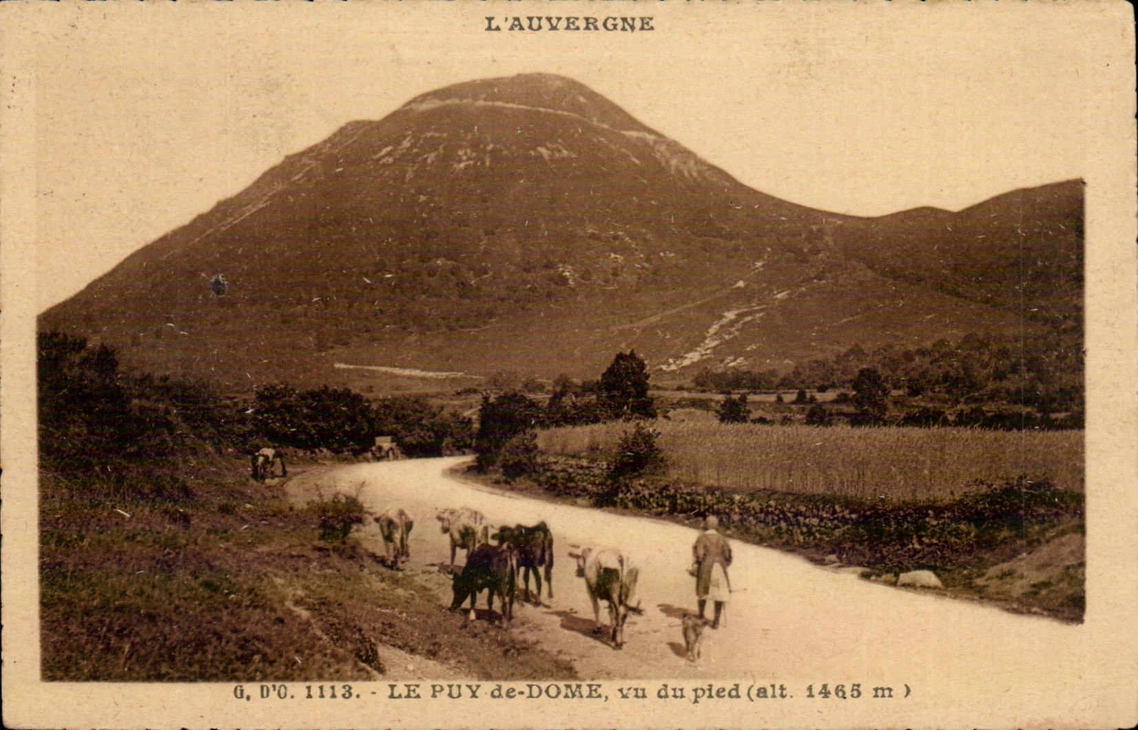The puy of Dome CPA Seen of the foot (cows)