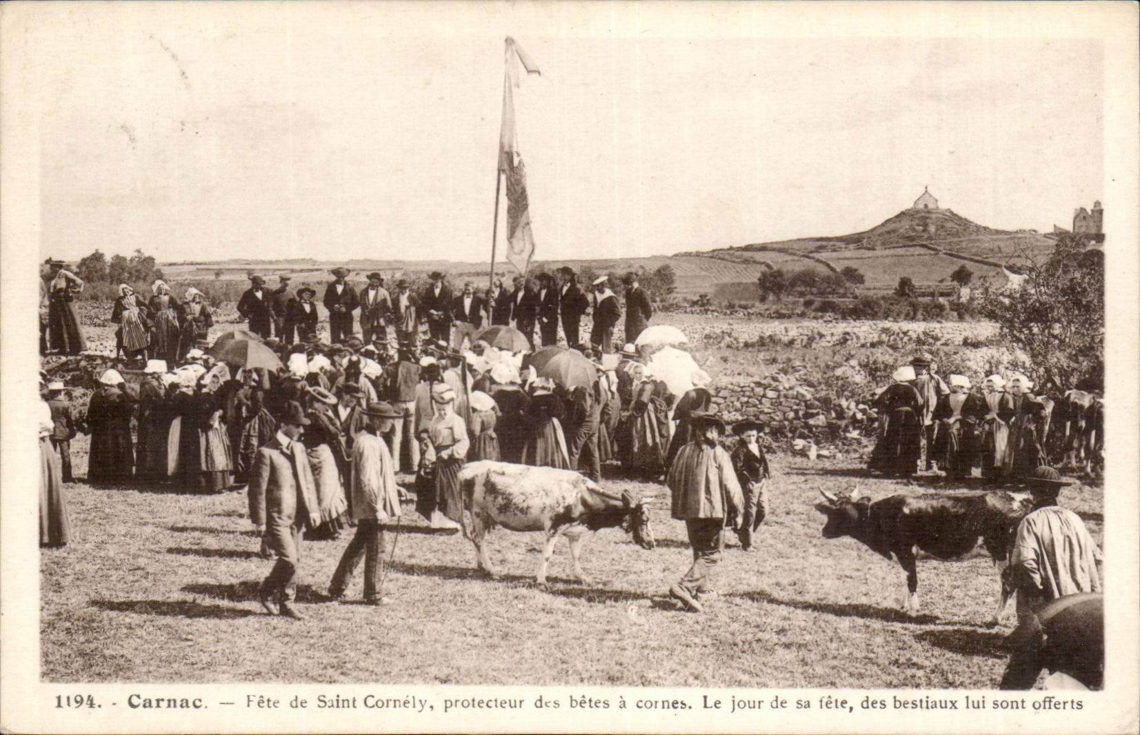 Carnac CPA Fete de Saint Cornely protecteur des betes a cornes Le jour de sa fete des bestiaux lui sont offerts (vaches)