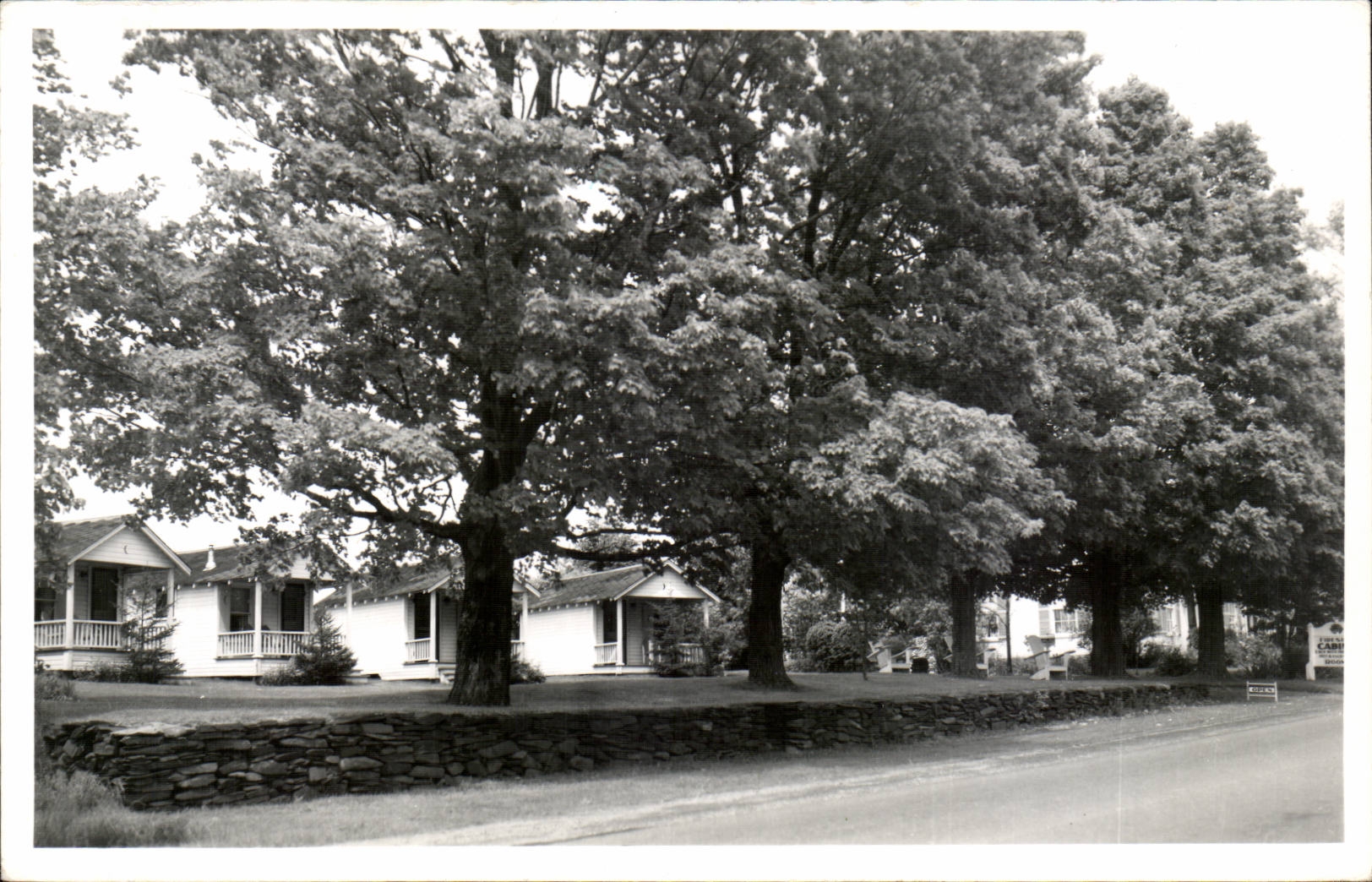 Real photo Trees (the United States)