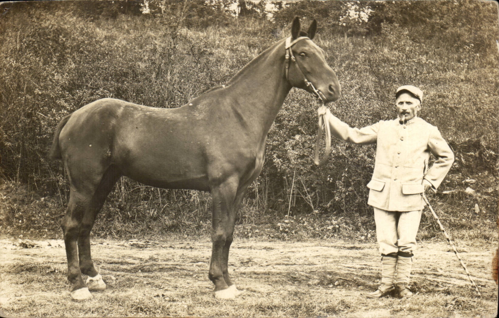 Real photo Militaria soldier and horse