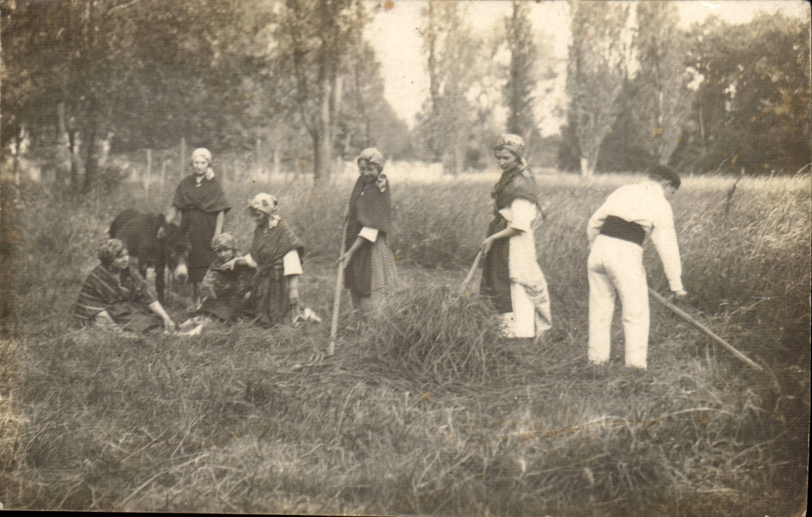 Reales Foto Africulture Eselsesel-Maultier Mahen