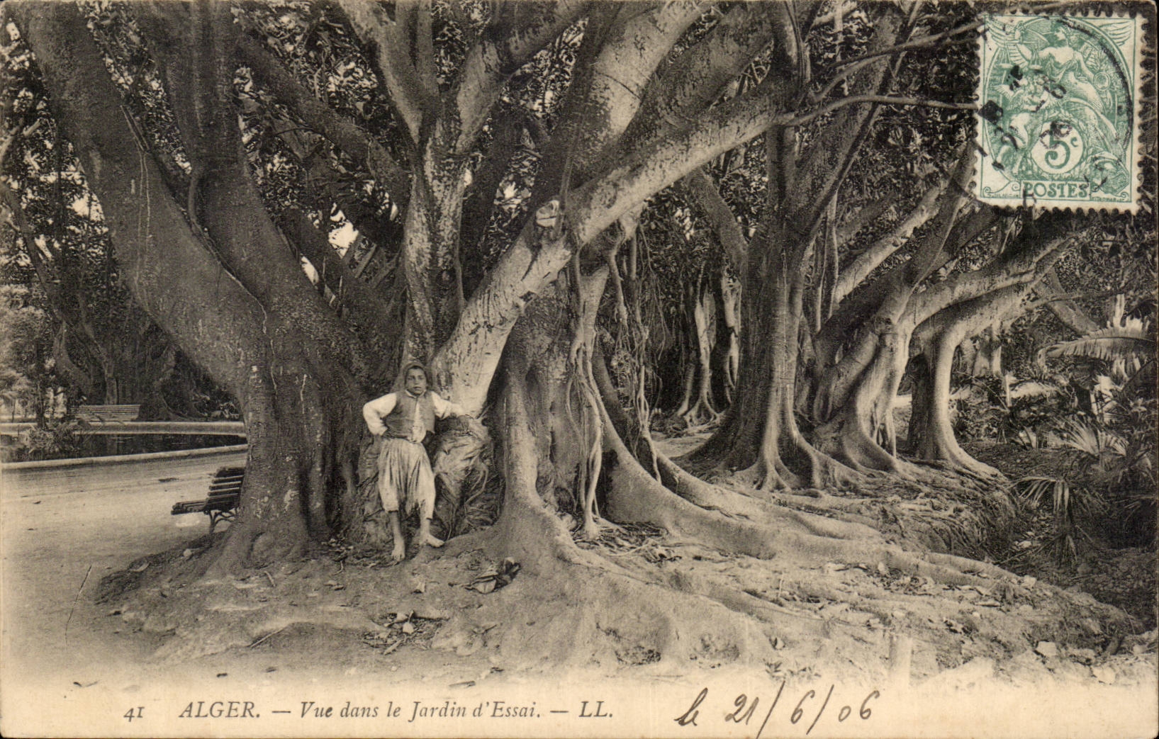 Algerien Algiers CPA gesehen in den Garten des Tests (Baumbaum)