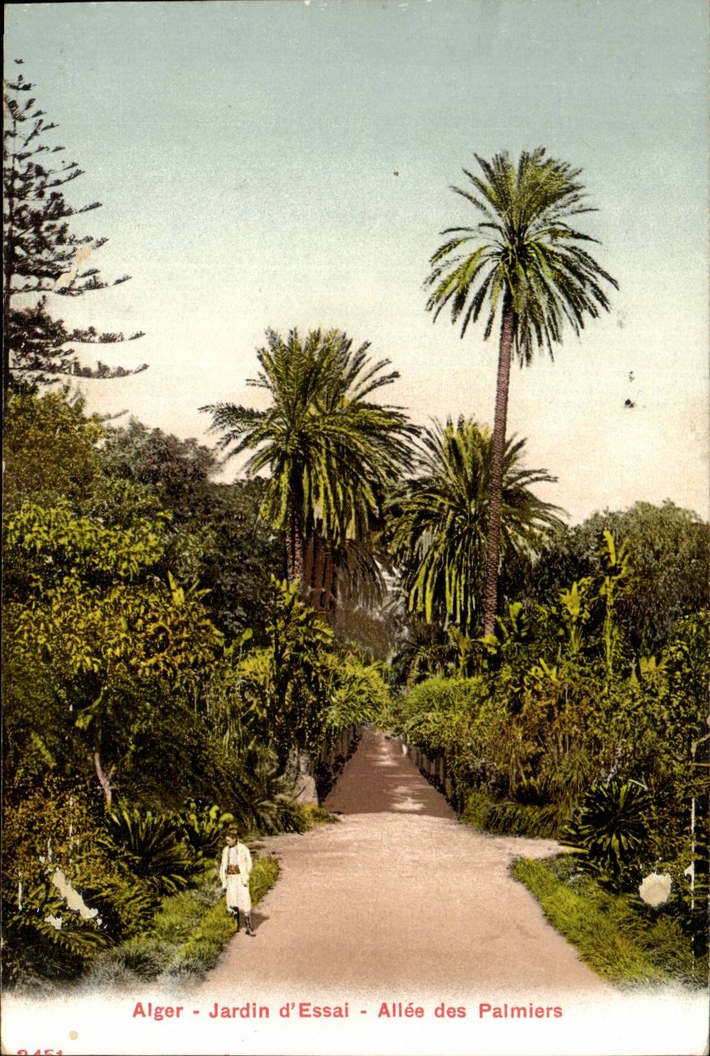 Garten Algerien-Algiers CPA des Tests gegangen von den Palmen