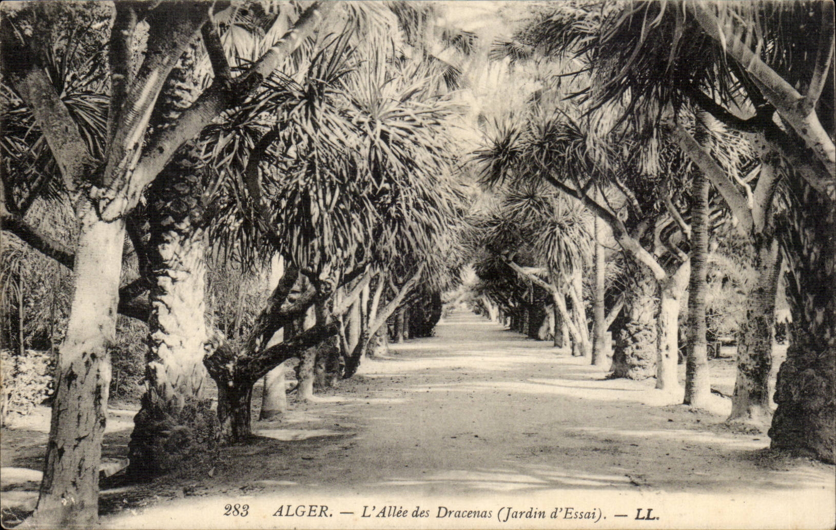 Algerien Algiers CPA die Gasse von Dracenas (Garten des Tests)